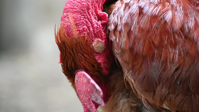 portrait of a bird a bare necked red rooster cleaning its feathers