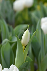 Tulip White Baby