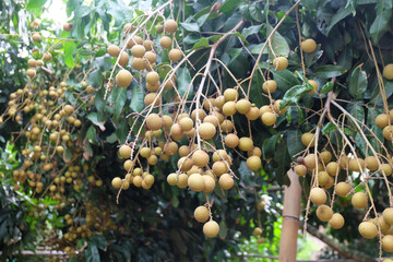 Longan fruits on the tree in the organic farm at Chiangmai, Thailand.