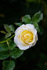 Nice white and yellow rose flowers in spring garden macro nature
