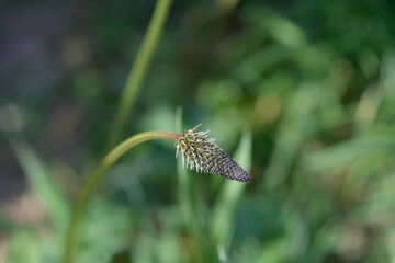 Ribwort Plantain