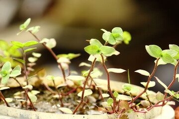 Fresh leaves of turtle neck plant. (closer view)