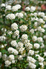Van Houttes spiraea