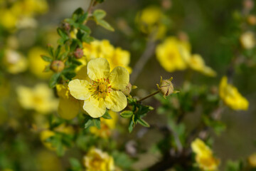 Fototapeta premium Shrubby Cinquefoil