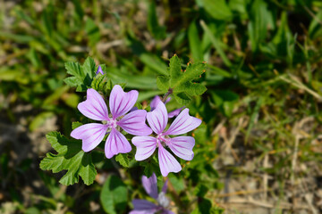 Fototapeta premium Common mallow