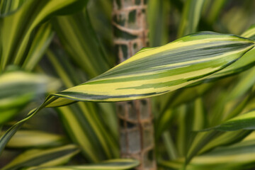 Obraz premium Cornstalk dracena Yellow Coast
