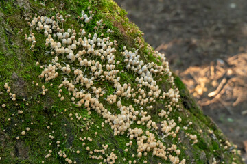 Small white mushrooms on a tree covered with green moss in the forest on a Sunny day close up
