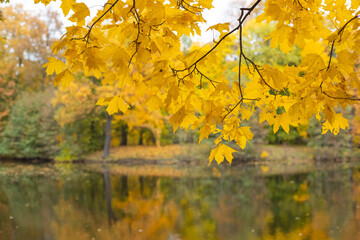 Autumn colorful foliage over lake or pond with beautiful woods in red and yellow color.Idyllic autumn lake scenery. River in a delightful autumn forest at sunny day