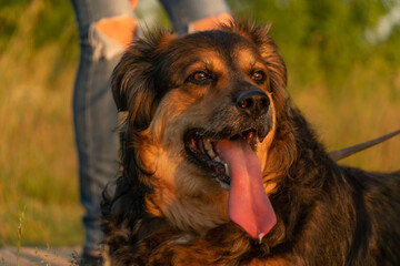 Portrait of a beautiful German shepherd with his tongue hanging out at sunset.