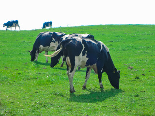 北海道 上士幌町 牧場の和牛