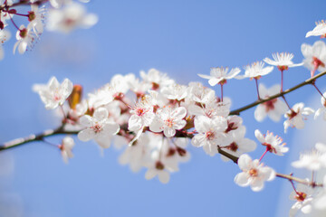 Branches of blossom on blue sky background.