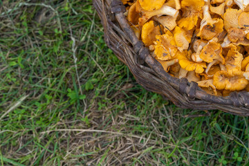 Basket with chanterelles close-up on the background of grass, copy space