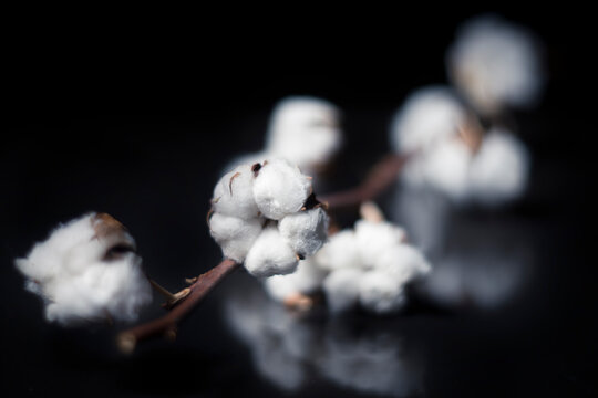 Branch of Cotton flowers lying on black