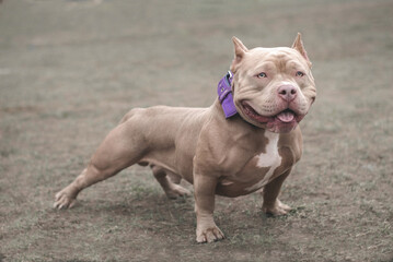 
cheerful and cheerful bully on a walk