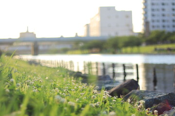 White Clover in  shores of  a river ,japan,tokyo
