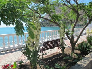 Obraz premium Scenic view of the embankment of a small seaside village, a white parapet and blooming agaves near a bench under the southern acacia against the background of the turquoise blue sea, New World, Crimea