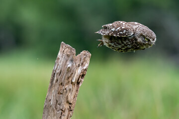A Little Owl (Athene noctua) in flight