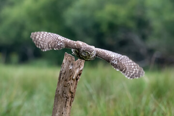 A Little Owl (Athene noctua) in flight