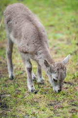 Siberian ibex (Capra sibirica), also Altai or Gobi ibex lives in central Asia. Picture of cute young goat is staring into the camera. New born, baby animal. Wildlife