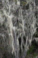 Old Men’s Beard lichen (Asnea barbata) growing on a tree, Patagonia National Park, Chacabuco valley near Cochrane, Aysen Region, Patagonia, Chile