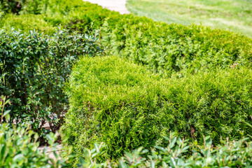 Fototapeta na wymiar An example of trimming a green decorative bush with garden landscaping