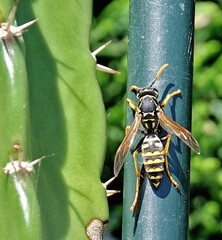 Gros plan sur une guêpe posée