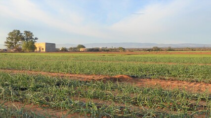 Fototapeta na wymiar Winter Little Karoo Onion Fields in Early Morning