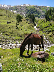 Fototapeta na wymiar Beautiful Black Brown Horse grazing near a river stream in a Indian Himalayan Mountain Valley.