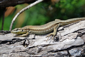 Gros plan sur le lézard de mon jardin