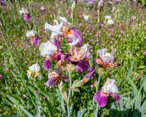 violet and pink colored iris florentina flowers bunch close up in the garden