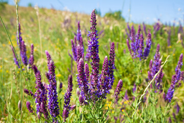lavender field in provence