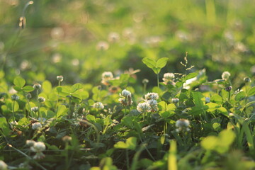 White Clover in  shores of  a river ,japan,tokyo