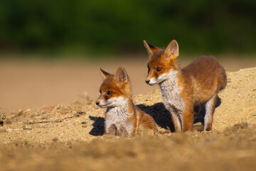 Red fox, vulpes vulpes, siblings standing on den during the summer. Pair of baby animals watching from hole in the ground with blurred background. Wild little cubs sitting on sand.