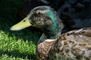 Gros plan sur des canards colvert