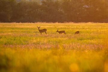 Roe deer in the magical nature. Beautiful european wildlife. Wild animal in the nature habitat. Roe deer rut.