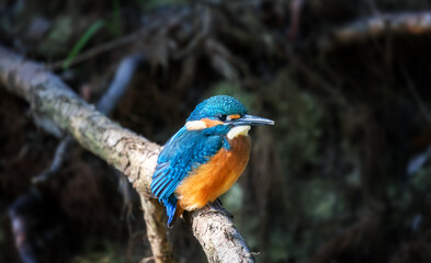 Juvenile Common Kingfisher (Alcedo Atthis) perching on a branch on its first day outside the nest during autumn season. Closeup