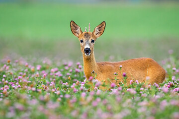 Young roe deer, capreolus capreolus, with little antlers looking from clover during the summer....
