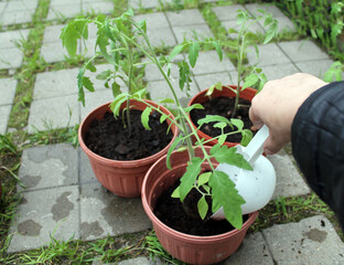 A woman's hand is holding a shovel, planting tomatoes in pots on the landing in front of the house. The concept of growing organic products with your own hands.