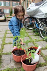 A little girl plants tomatoes in pots on the front yard. The concept of growing organic products with your own hands.