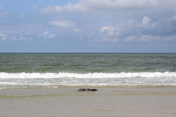 Fototapeta na wymiar Young seals on the beach.