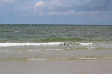 Young seals on the beach.