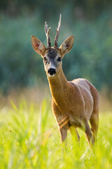 Roe deer, capreolus capreolus, buck standing on grass backlit by evening light from front view. Majestic male animal with antlers in vertical composition on meadow with blurred background.