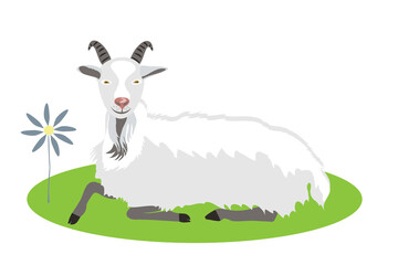 White goat lies on a green lawn. Farm animals