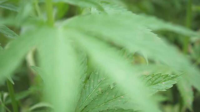 Hanf oder Cannabis Pflanzen auf Hanfplantage Industriehanf