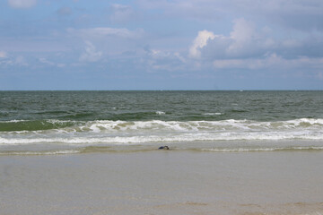 Young seals on the beach.