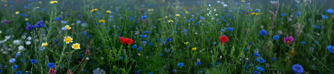 Colorful wildflowers on nature meadow
Colorful wildflowers on nature meadow. Habitat for honey...