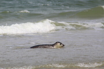 Young seals on the beach. © Marije Kouyzer