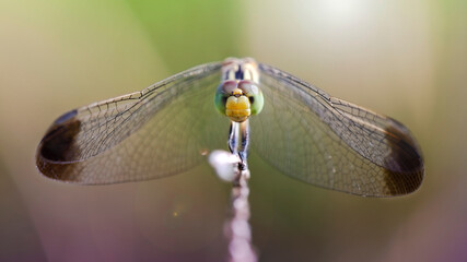 multicolored dragonfly resting on a branch, macro photo of this elegant and delicate predator with wide wings and giant faceted eyes, nature scene in the tropical island of Koh Lanta, Thailand