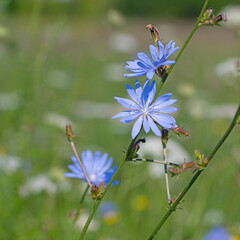 Blühende Wegwarte, Cichorium intybus