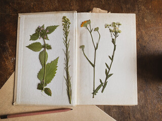 dried flowers in an old book